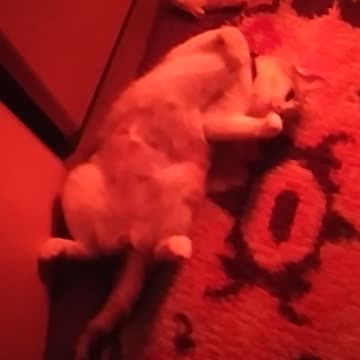 Enola sweet little kitty cat 😸😻😺🤍