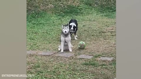 Funny Dogs