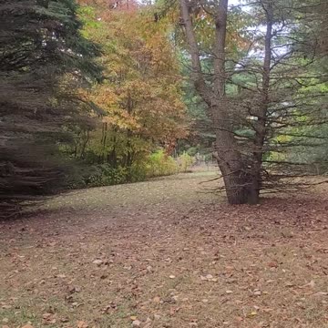 Peak leaves in Indiana