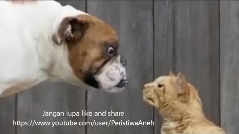 LOL Random Animal make we're Funny