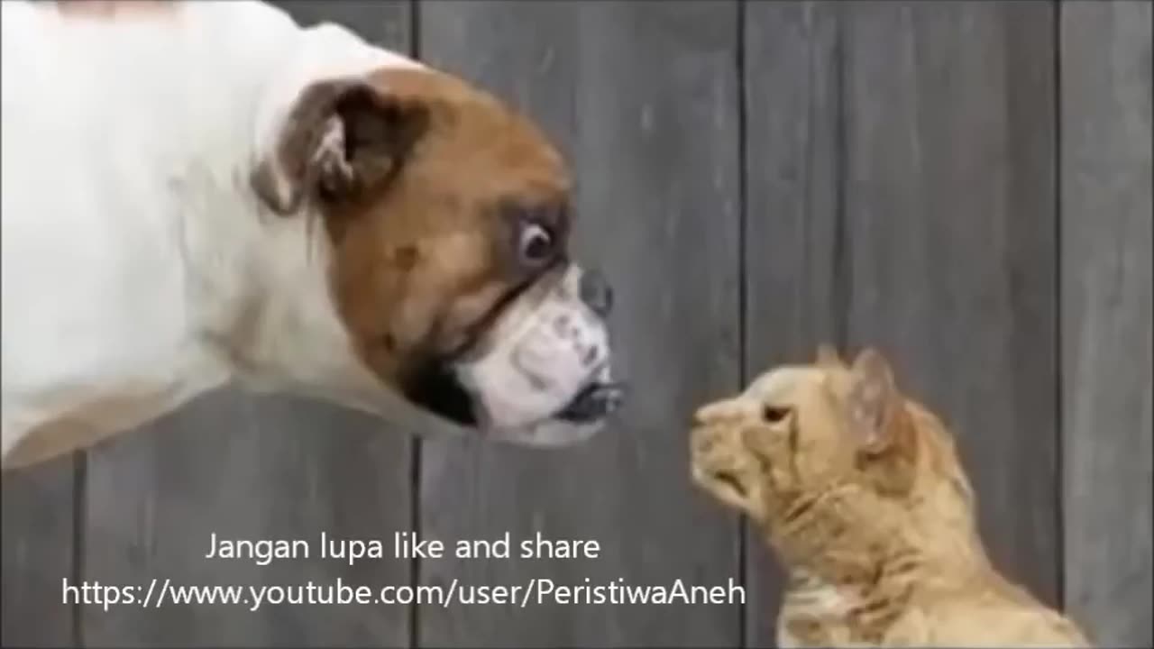 LOL Random Animal make we're Funny