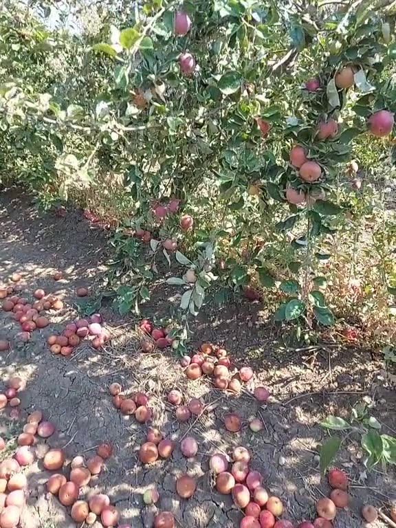 🇲🇩 Un enorme meleto di decine di ettari in Moldavia