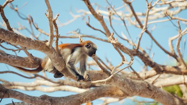 A monkey on a tree