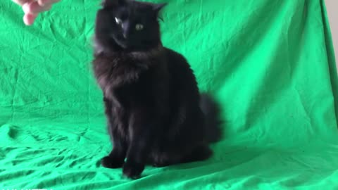 OwlKitty Behind The Scenes (The Matrix)