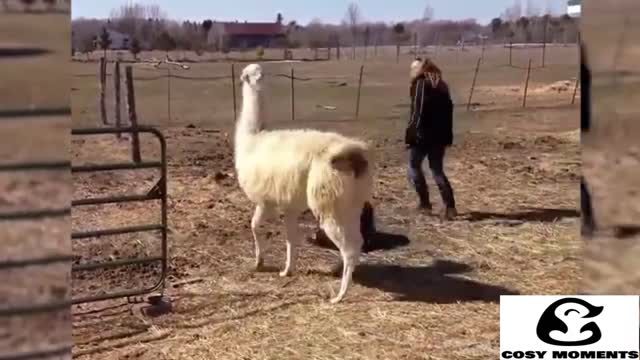 CUTEST LAMA VIDEO'S EVER! BEST LLAMA COMPILATION