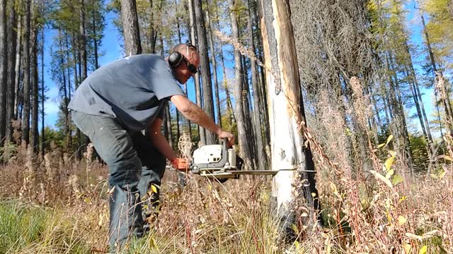 Cutting firewood montana