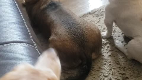 My dogs love to sing