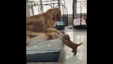 12 Cute and Funny Dog Videos Compilation: Baby Dogs | Aww Animals
