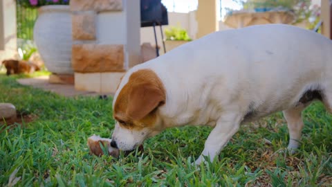 The dog is playing in the field in the afternoon and occasionally eating something