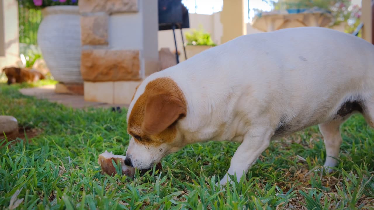 The dog is playing in the field in the afternoon and occasionally eating something