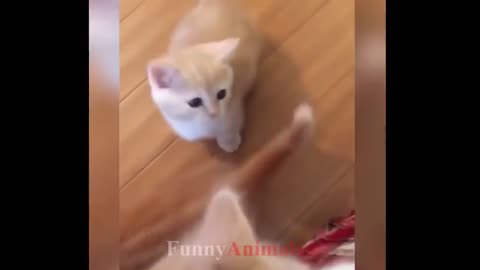 The owner and the baby cat play together