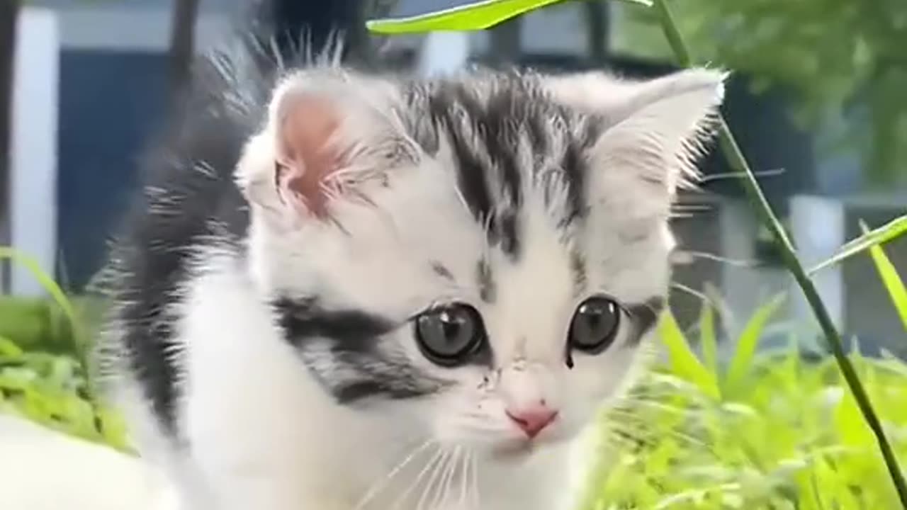 The cutest Cat Ever #cat #kitten #cute