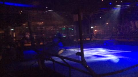 Robots Live Stevenage 2019: Point Blank Vs Iron Awe 8 Vs Switch Vs Ka-Pow Vs Meggamouse