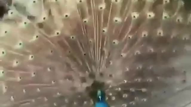 Amazing peacocks with 100s of eyes