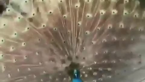 Amazing peacocks with 100s of eyes