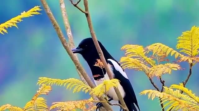 The magpie squawked