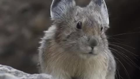 Listen to the animal's voice