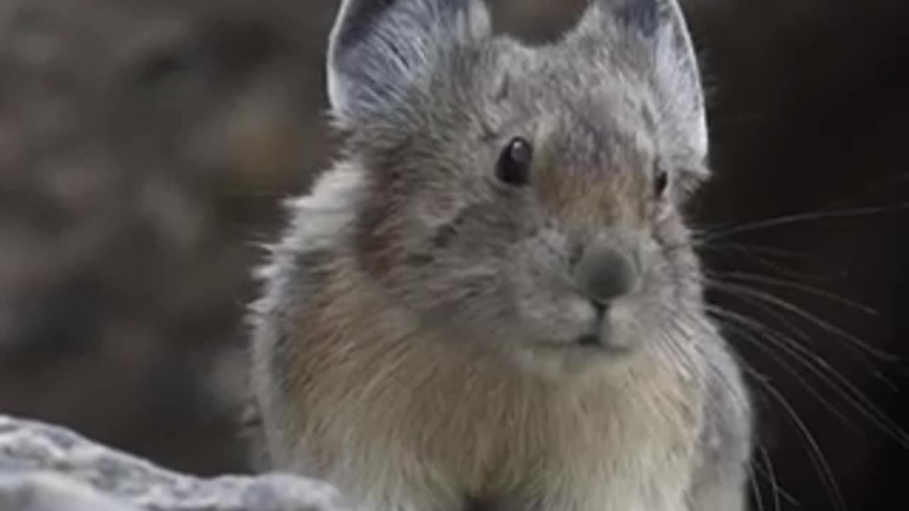 Listen to the animal's voice