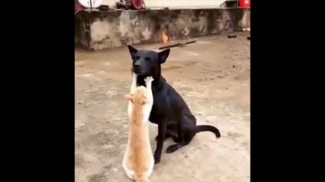 Funny Animal Videos