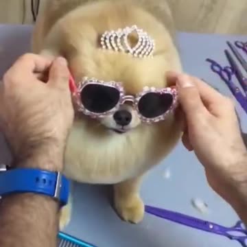 😍Cute and Funny Dog Compilation