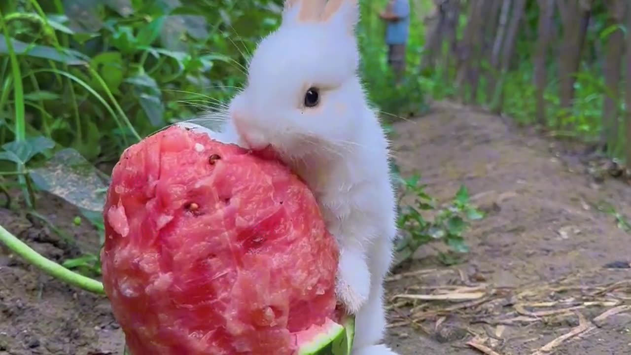 "Adorable Bunny's Summertime Snack: Watermelon Delight!"