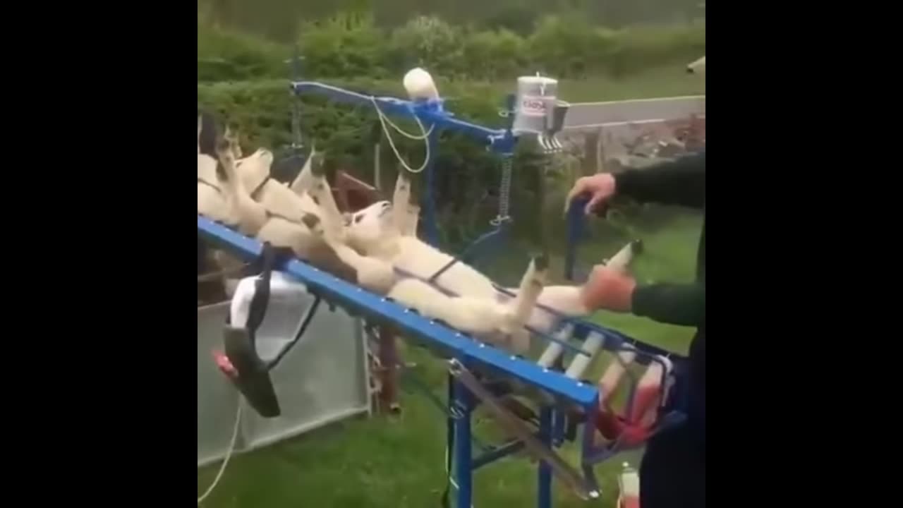 SHEEPS🐑GETTING👀THEIR💥JABS💉🙏😎🍺