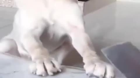 Dogs funny videos 🤣