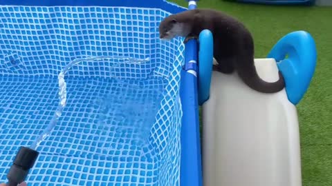 Otter in the pool