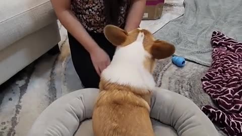 Does my corgi dog enjoy his squishmallow bed? The end says it all... 🫣