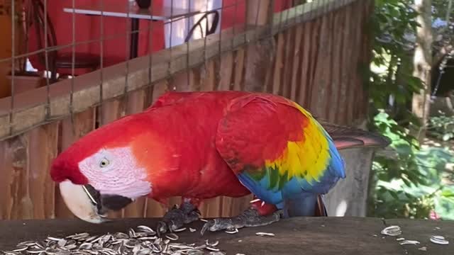 Parrot eating sun flower seeds