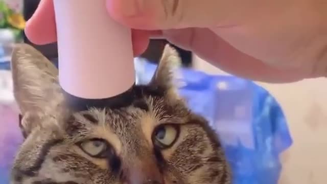 Petting a cute and funny cat