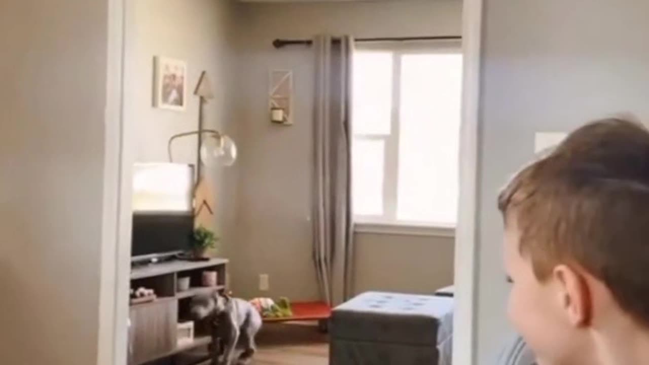 FUNNY ANIMALS - - Try not to laugh - 2023 VIDEO COMPILATION #shorts
