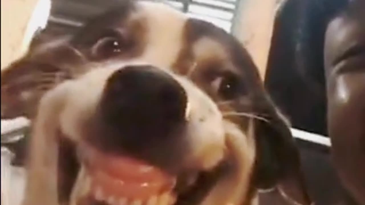 Amazing funny video,