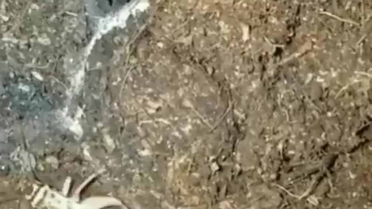 Ambush