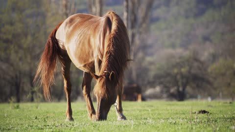 a horse is grazing a red horse is grazing a beauti