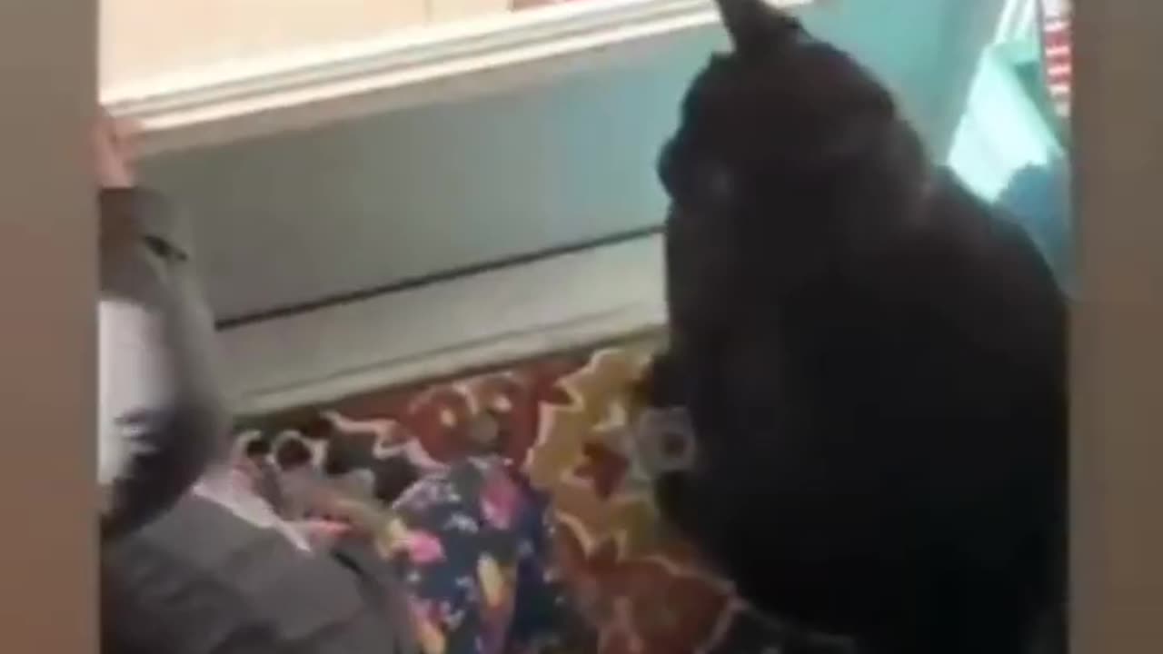 Baby n cats