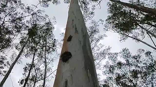 100 years old tree