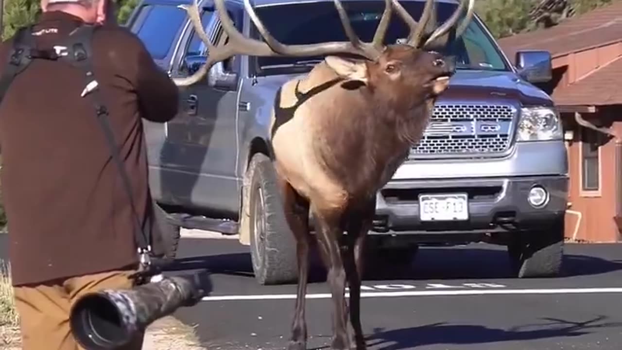 What a beats. Colorado Elk