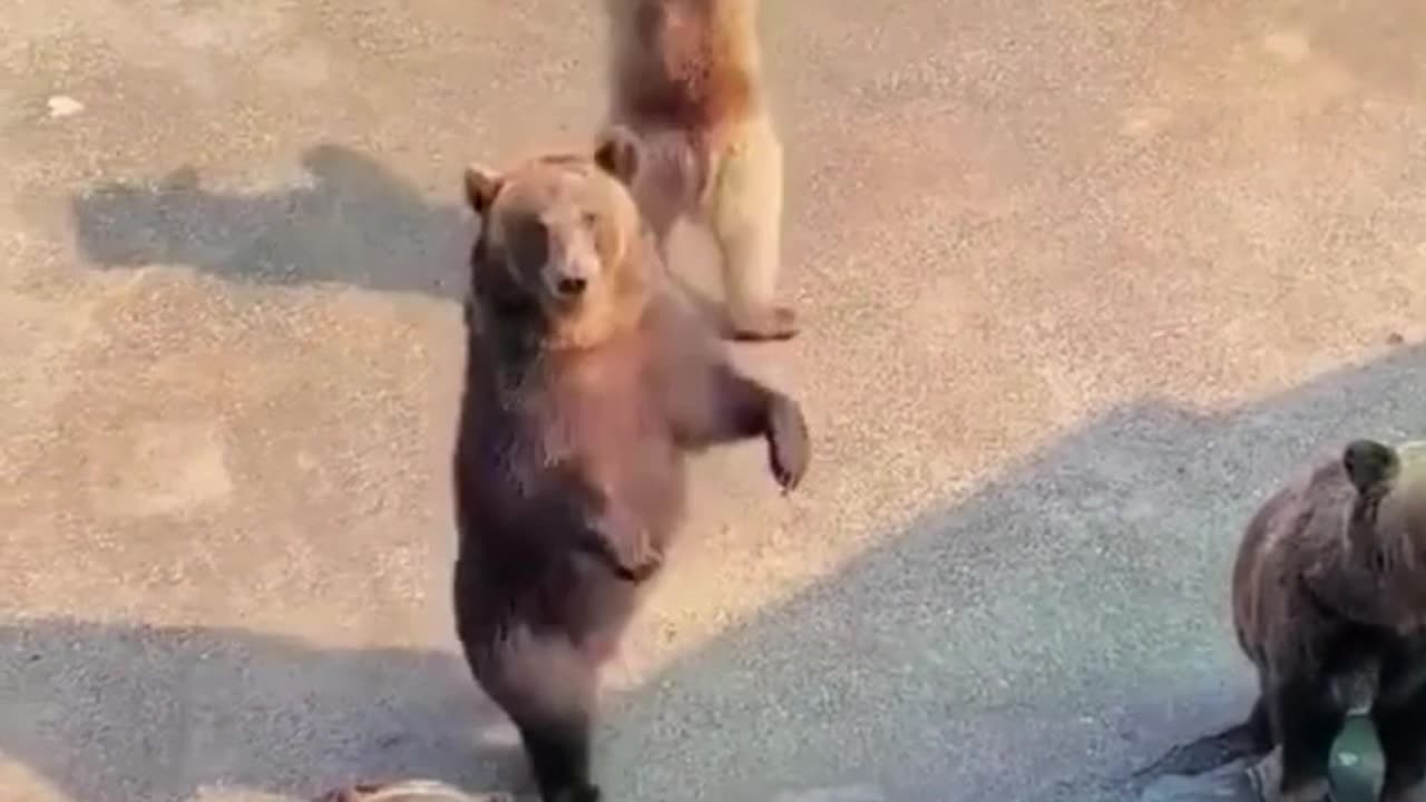 Cute bears