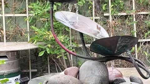 Bath Time at Hummingbird Haven