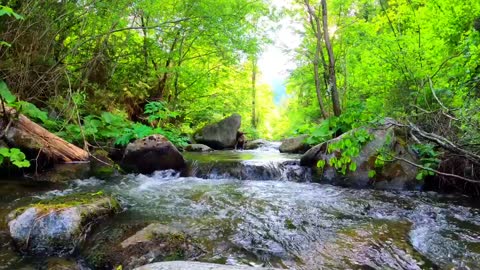 A super cool stream flowing through the forest