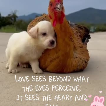 Animal Love