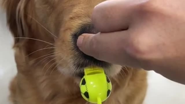 look how smart this cute dog is ! 🥺
