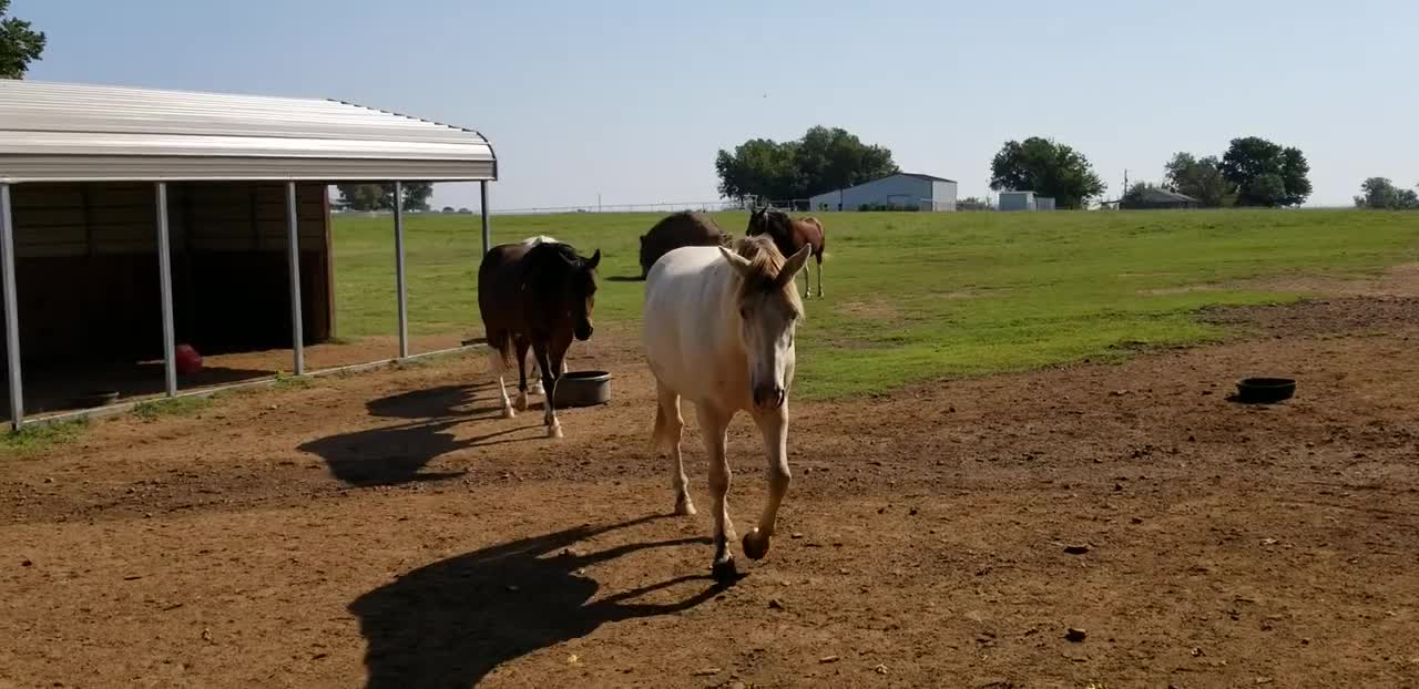 How to get a spooky horse to trust you - Did it work