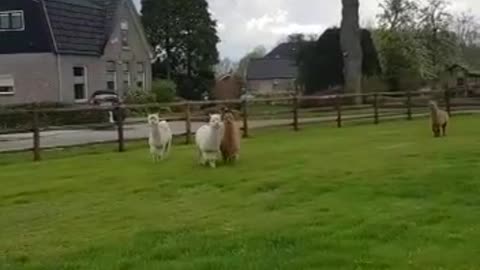 Can an alpaca dance?