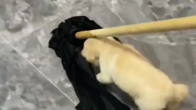 This little cute puppy helping a man's job. It's so adorable and awesome to watch 🤩