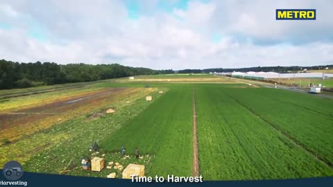 Fennel Spice Plant Cultivation Technology - Fennel Farm and Harvest - Fennel Processing Factory