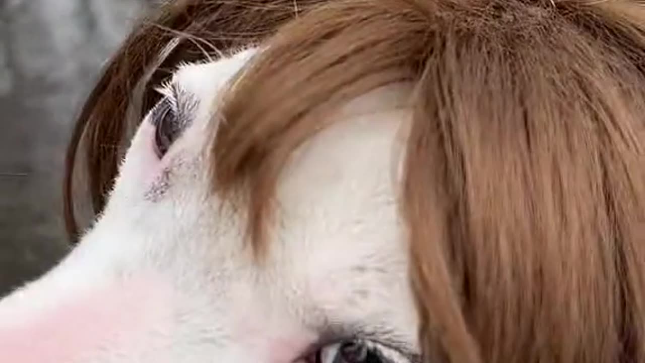 The dog imitates Shakira😂🤣