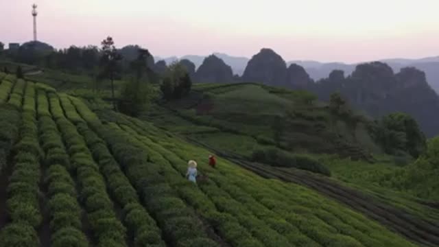 people plant scenery