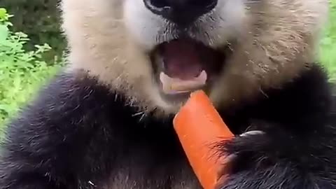 CUTE PANDA MUNCHING CARROT !!